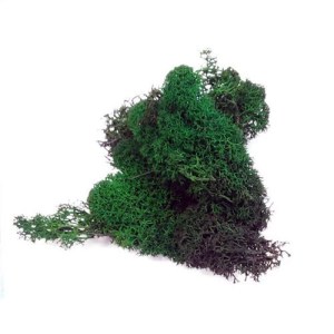 Lichene Muschio Islanda Verde 50Gr