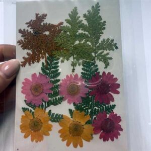 Fiori Secchi Naturali Pressati 11