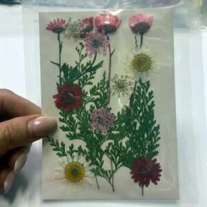 Fiori Secchi Naturali Pressati 12