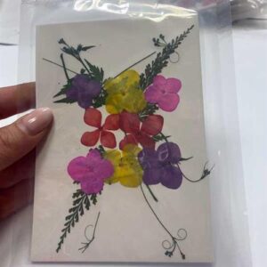 Fiori Secchi Naturali Pressati 13