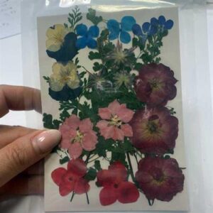 Fiori Secchi Naturali Pressati 2