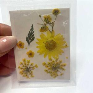 Fiori Secchi Naturali Pressati 47