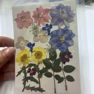 Fiori Secchi Naturali Pressati 5