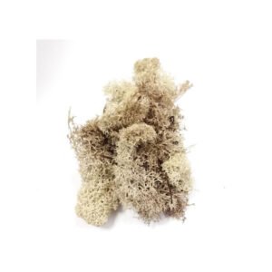 Materiali Naturali Lichene Muschio Islanda Naturale 25Gr