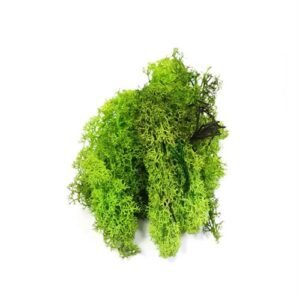 Materiali Naturali Lichene Muschio Islanda Verde Chiaro 35Gr