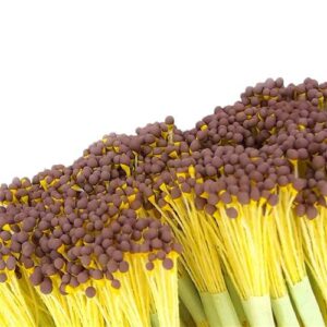 Pistilli 2 4Mm 200 Teste Circa Testa Goccia Marrone Gialla