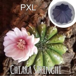 Stampi Piante Grasse Chiara Stringhi Cactus Alto Pxl PXL