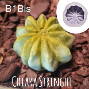 Stampi Piante Grasse Chiara Stringhi Cactus B1bis B1bis