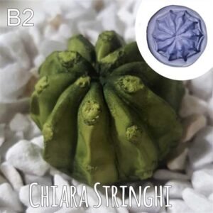 Stampi Piante Grasse Chiara Stringhi Cactus B2 B2