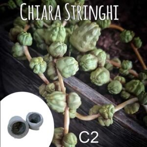 Stampi Piante Grasse Chiara Stringhi Cactus C2 C2