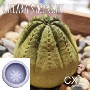 Stampi Piante Grasse Chiara Stringhi Cactus Cxl CXL