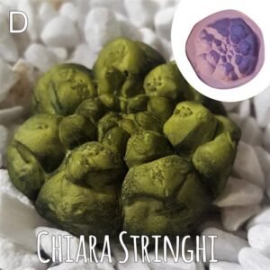 Stampi Piante Grasse Chiara Stringhi Cactus D D