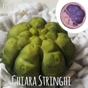 Stampi Piante Grasse Chiara Stringhi Cactus D1 D1