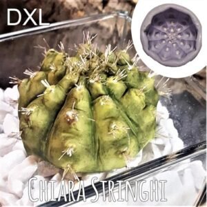 Stampi Piante Grasse Chiara Stringhi Cactus Dxl DXL