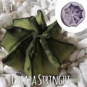 Stampi Piante Grasse Chiara Stringhi Cactus F1 F1