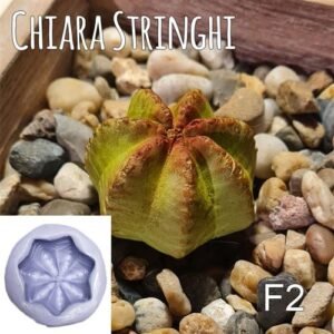 Stampi Piante Grasse Chiara Stringhi Cactus F2 F2