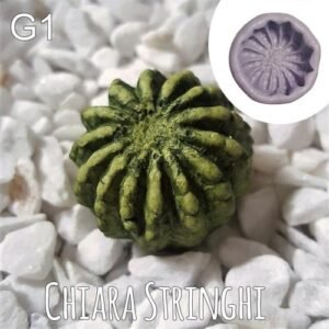 Stampi Piante Grasse Chiara Stringhi Cactus G1 G1