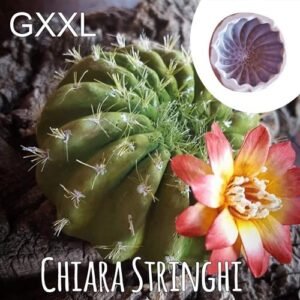 Stampi Piante Grasse Chiara Stringhi Cactus Gxxl GXXL