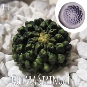Stampi Piante Grasse Chiara Stringhi Cactus H H