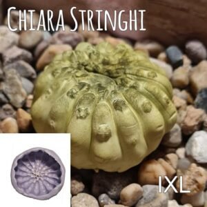 Stampi Piante Grasse Chiara Stringhi Cactus Ixl IXL