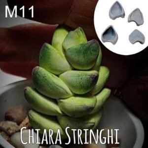 Stampi Piante Grasse Chiara Stringhi Crassula Moonglov M11