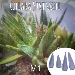 Stampi Piante Grasse Chiara Stringhi Haworthia Puntinata M1