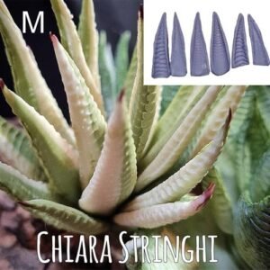 Stampi Piante Grasse Chiara Stringhi Haworthia Rigata M