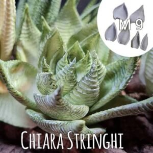 Stampi Piante Grasse Chiara Stringhi Haworthia Rigata Xl M9