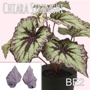 Venatore Chiara Stringhi Begonia Foglia Media BE2