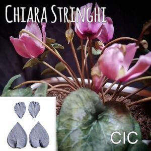 Venatore Chiara Stringhi Ciclamino Kit CIC