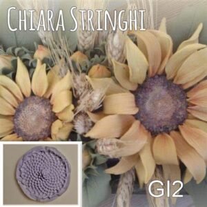 Venatore Chiara Stringhi Girasole Protea GI2