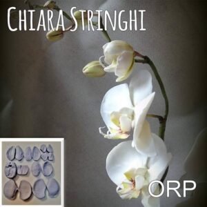 Venatore Chiara Stringhi Orchidea Phalaenopsis ORP